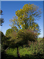 On the rail trail, near Ottringham