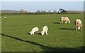 Sheep near Cadbury Barton