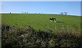 Cattle near Ham Bridge