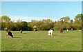 SP4809 : Cattle grazing on Port Meadow by Alan Murray-Rust