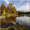SD3299 : Autumn at Tarn Hows by Andy Stephenson