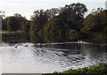 Swans on the Stour