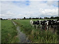 Cattle and drain