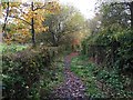 Silverdale: footpath skirting allotments