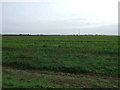 Crop field near Northfield Farm