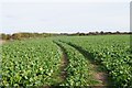 SU4737 : A field of turnips by Mr Ignavy