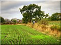 Farmland at Up Holland