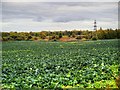 A Field of Cabbages at Up Holland