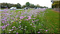 Flowers Along Winwick Road