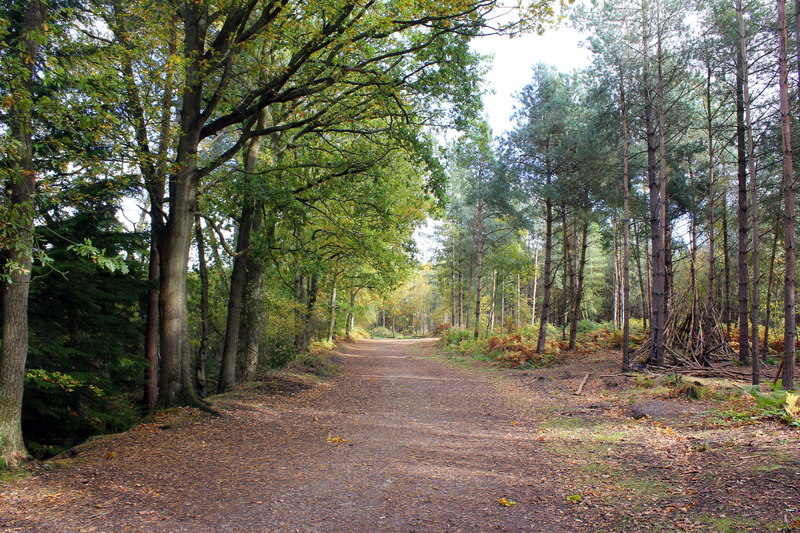 Delamere Forest © Jeff Buck Cc-by-sa/2.0 :: Geograph Britain And Ireland