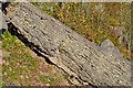 Clints Quarry - Limestones