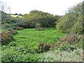 Pond at Trevurvas