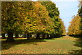 Avenue of trees in Bushy Park