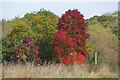 Acer rubrum, Jacobs Well