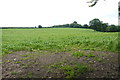 Maize Field on Mounters Hill