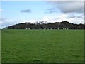 Sheep grazing and Fire Beacon Wood