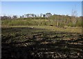 Cattle, Birch Common