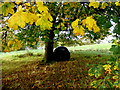 Silage bale, Campsie