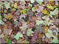 A carpet of autumn leaves