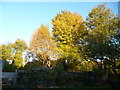 Coulsdon, Surrey:  Trees from my back garden