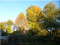 TQ3060 : Coulsdon, Surrey:  Trees from my back garden by Dr Neil Clifton