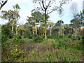 TL8727 : Coppice with standards, Chalkney Wood by Robin Webster