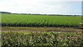 Crop fields off Mere Lane