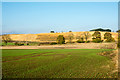 Emerging crop in field north of Bishop Middleham