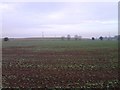 Young crop field, Quarry Hill