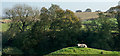 NZ3231 : Sheep on knoll with trees and fields beyond by Trevor Littlewood