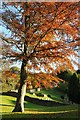 Autumnal beech tree