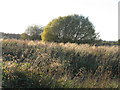 NS9975 : Willow at Preston Reservoir by M J Richardson