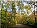 Road in through Raveden Plantation