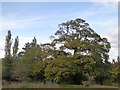 Autumn colour by Goodleigh Road