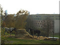 Horses at Scott Hall Farm