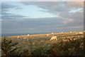 Sheep grazing in the sunset