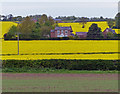 Fields of oil seed rape