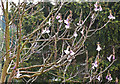 Paulownia in bloom