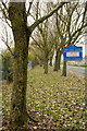 Trees alongside Delves Lane