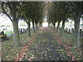 Avenue of trees in the cemetery