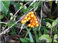 SU9109 : Iris berries in the verge by Rob Farrow