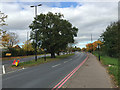 Former hedgerow oaks in the central reservation of Clifford Bridge Road, Walsgrave, Coventry