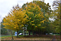 Autumn trees outside Potters Heron Hotel