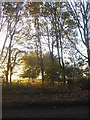 Trees and fields by High Road near Hooley