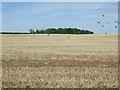 Stubble field north of Cobblers Lane