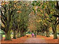 Avenue of horse chestnut trees in Florence Park