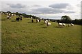 Sheep near Park Farm