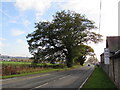 Dominant oak south of Welshpool