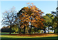 SU6774 : Autumn in the park, Tilehurst, Berkshire by Oswald Bertram