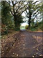 Brewood through the trees